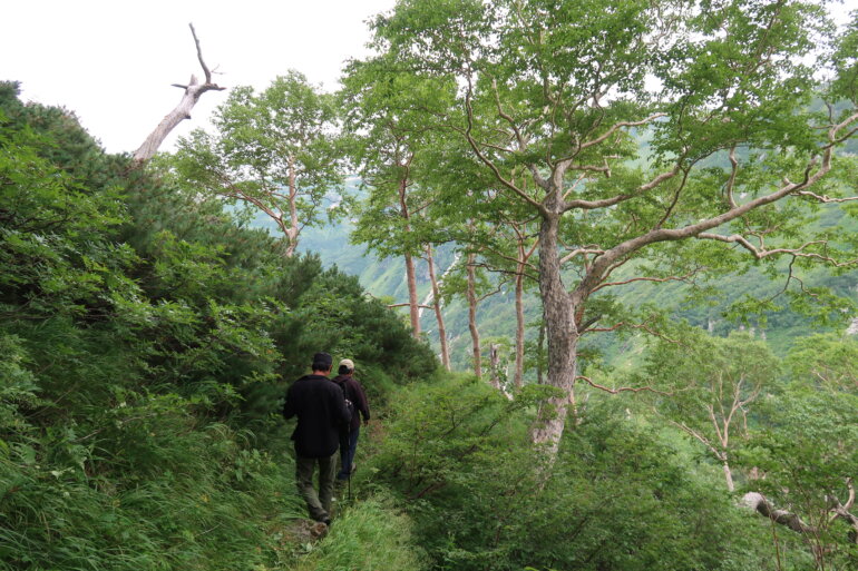 鷲羽岳山腹