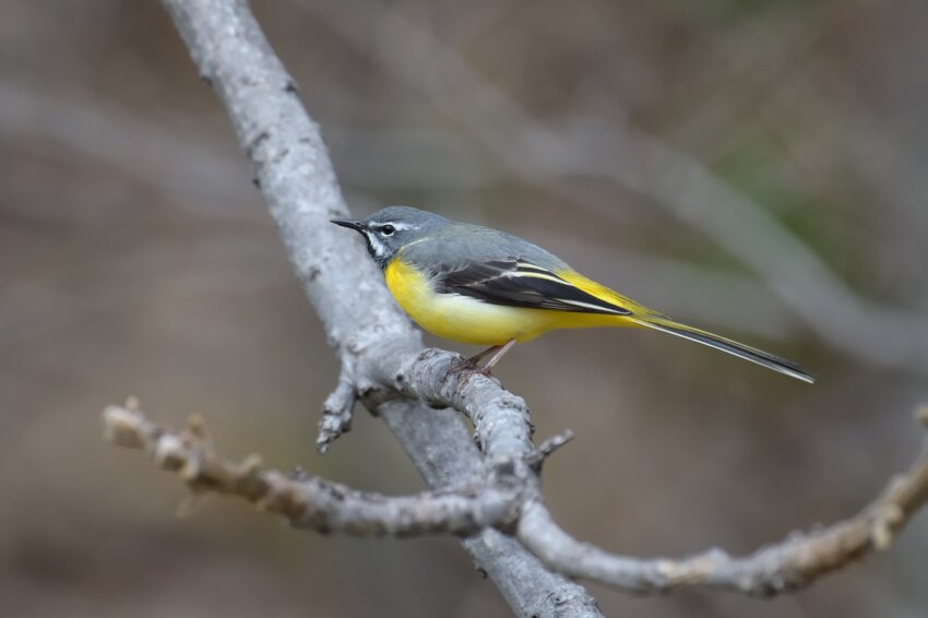 登山 野鳥図鑑 里山 低山で見られる鳥の鳴き声 特徴など 春 初夏 Yamap Magazine