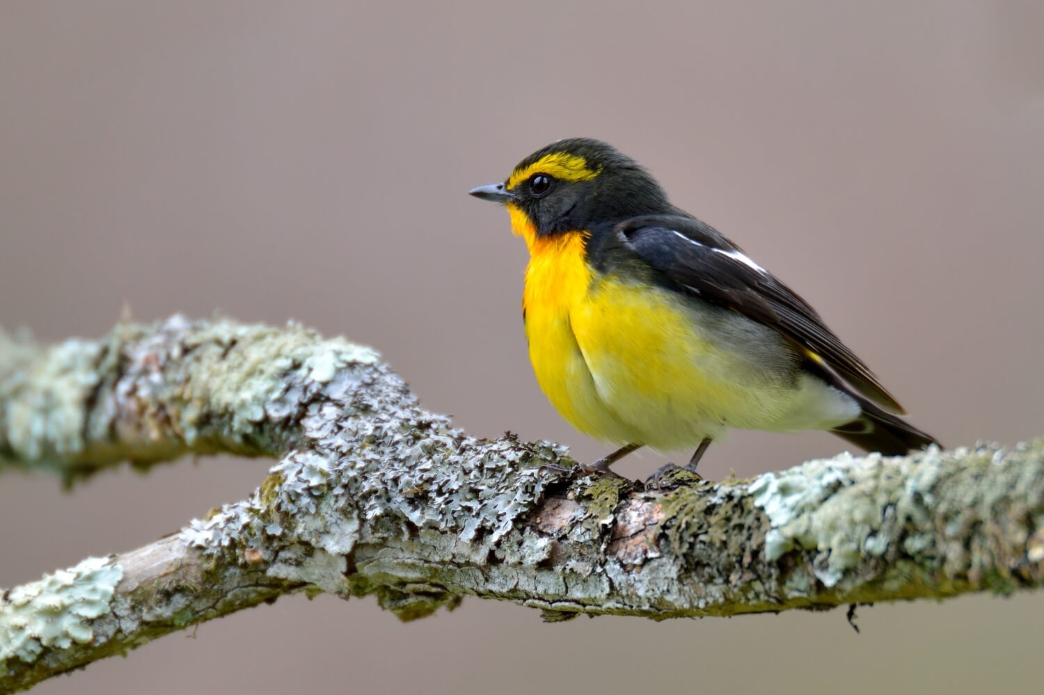 登山 野鳥図鑑 里山 低山で見られる鳥の鳴き声 特徴など 春 初夏 Yamap Magazine