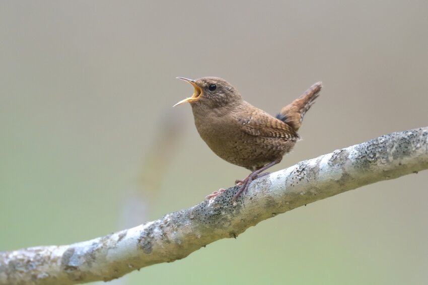 登山 野鳥図鑑 里山 低山で見られる鳥の鳴き声 特徴など 春 初夏 Yamap Magazine