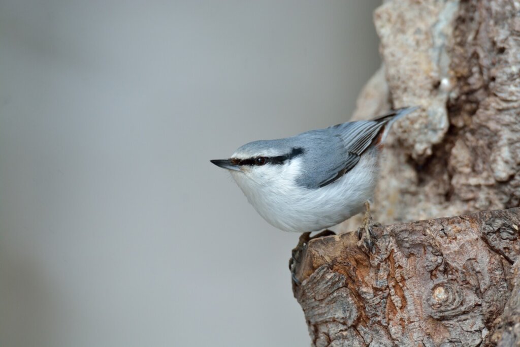 登山 野鳥図鑑 秋の里山 低山で見られる鳥の鳴き声 特徴など Yamap Magazine