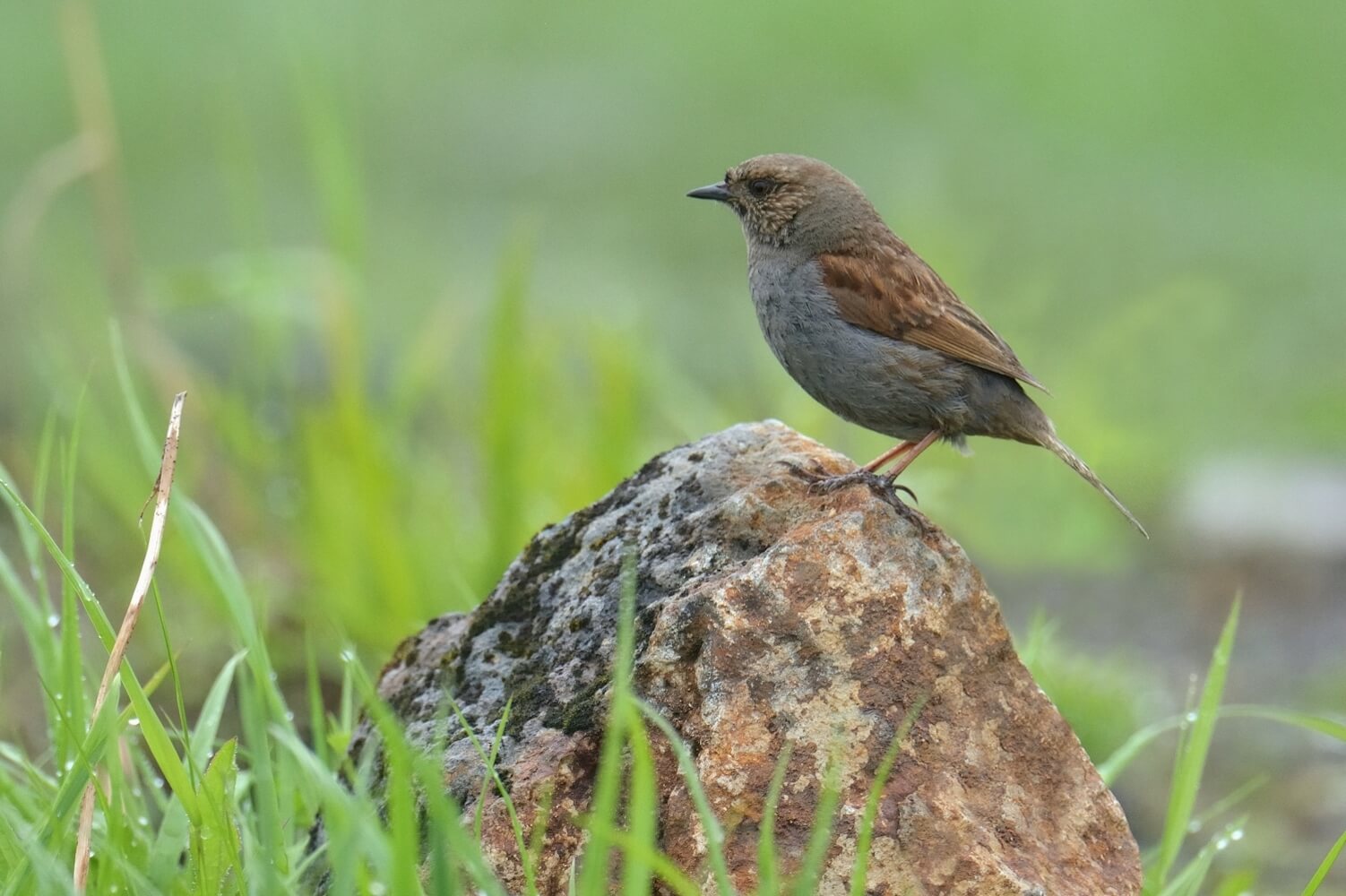 登山 野鳥図鑑 夏の高山で見られる鳥の鳴き声 特徴など Yamap Magazine