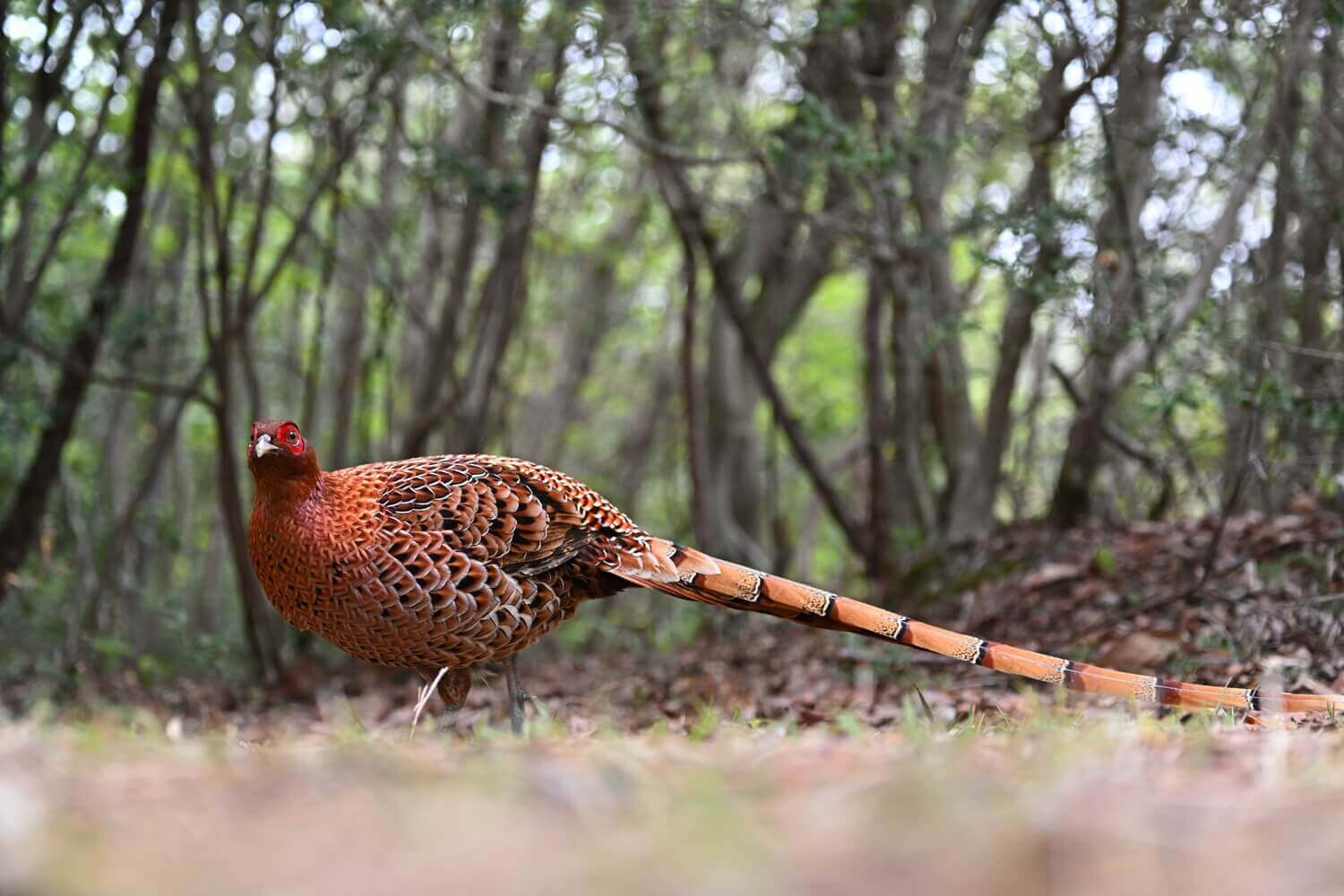 美しき日本固有種 ヤマドリ 大橋弘一の 山の鳥 エッセイ Vol 2 Yamap Magazine